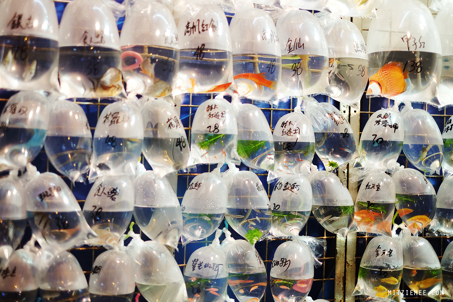 Hong Kong Goldfish Market