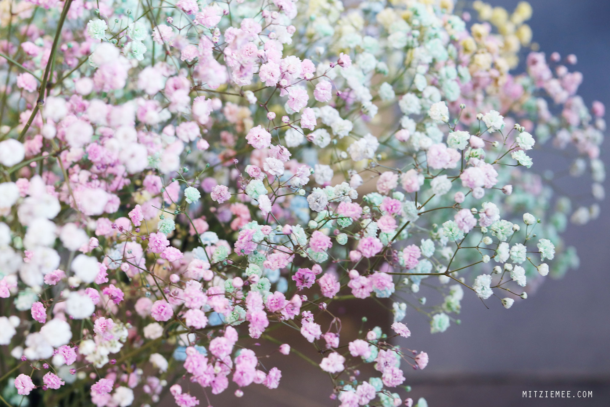 Gypsophila, Baby's Breath, pastel-colored